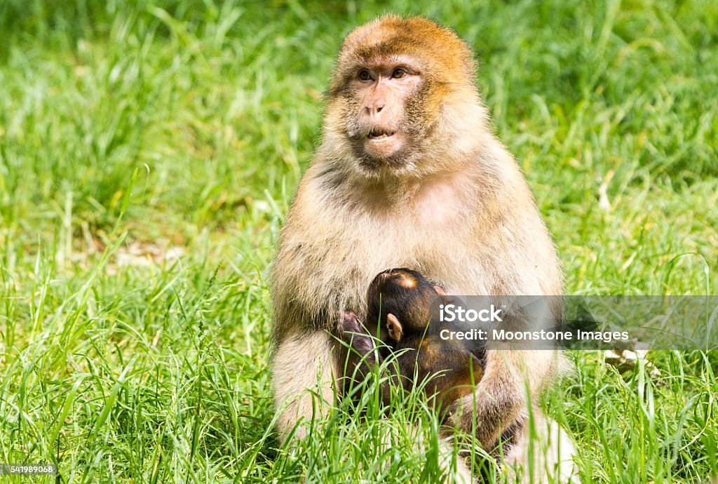 Singe magot - Photo de Afrique libre de droits