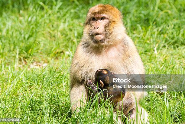 Photo libre de droit de Singe Magot banque d'images et plus d'images libres de droit de Afrique - Afrique, Afrique du Nord, Algérie