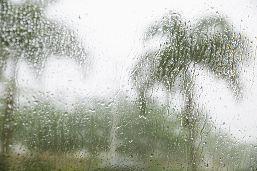 Droplets on a windshield with blurred wet palm trees outside in the rain