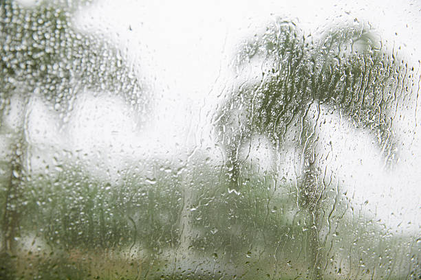 tropical storm Droplets on a windshield with blurred wet palm trees outside in the rain tropical storm photos stock pictures, royalty-free photos & images