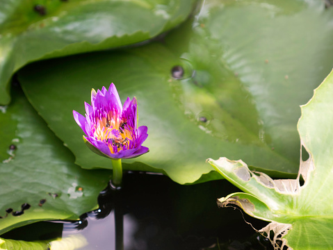 close up and blur background honey bee flying and bees collecting pollen in deep of colorful blooming purple water lily The view captured at a lotus pond in Thailand. Lotus flower in Asia is important Buddhism culture symbolic