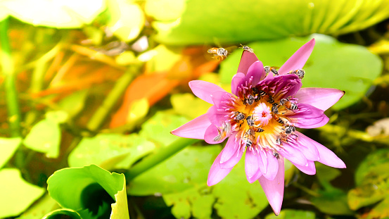 close up and blur background morning tone honey bee flying and bees collecting pollen in deep of colorful blooming purple water lily The view captured at a lotus pond in Thailand. Lotus flower in Asia is important Buddhism culture symbolic