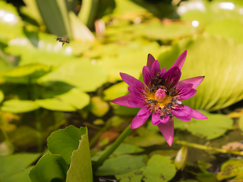 close up and blur background honey bee flying and bees collecting pollen in deep of colorful blooming purple water lily The view captured at a lotus pond in Thailand. Lotus flower in Asia is important Buddhism culture symbolic