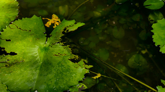 close up green lotus leaf in the swamp