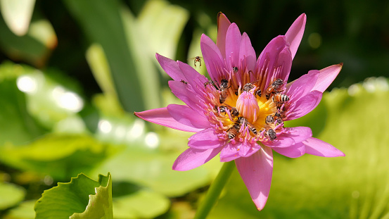 close up and blury background honey bee flying and bees collecting pollen in deep of colorful blooming purple water lily The view captured at a lotus pond in Thailand. Lotus flower in Asia is important Buddhism culture symbolic