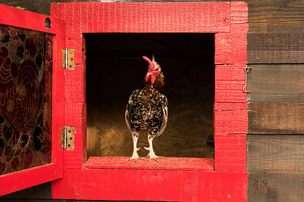istock chicken and eggs in the basket on the lawn 541993432