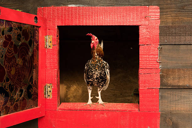 istock chicken and eggs in the basket on the lawn 541993692