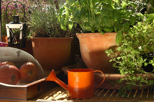 Herbs garden stock photo