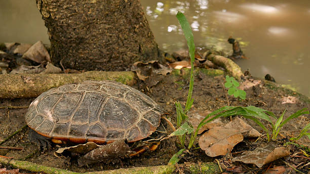 istock land turtles sleep on ground near stream 541993794