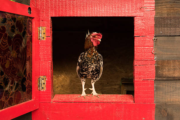 istock chicken and eggs in the basket on the lawn 541993978