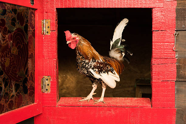 istock chicken and eggs in the basket on the lawn 541994292