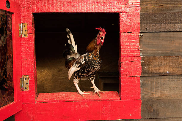 istock chicken and eggs in the basket on the lawn 541995114