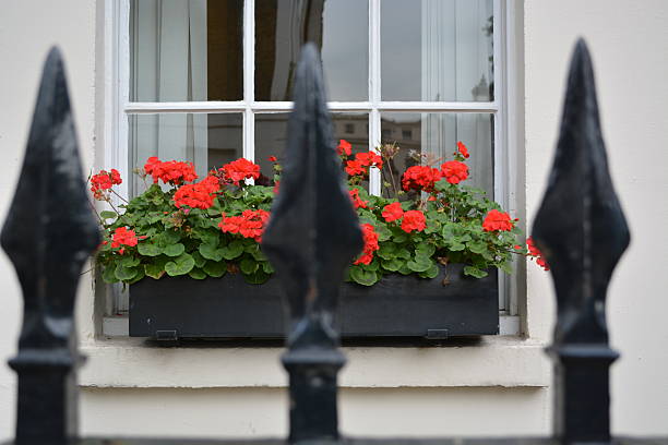 istock Flowers behind the fence 541995498