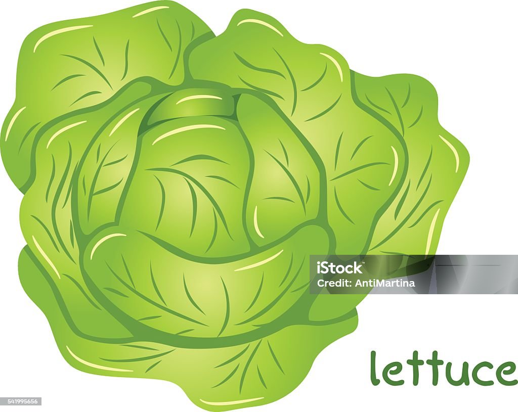 fresh lettuce head vector illustration of a fresh lettuce head Crop - Plant stock vector