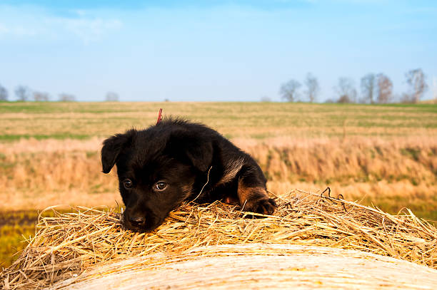 istock Portrait of black puppy on bale 541999452