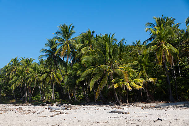 istock Wild Natural Beach Costa Rica, Santa Teresa 541999500