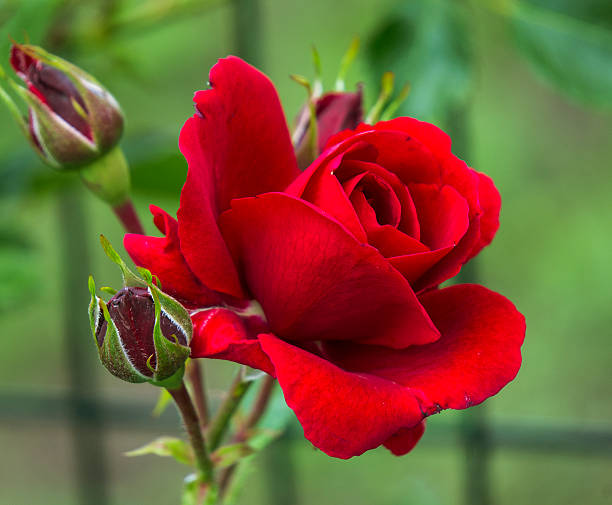 rose stock photo