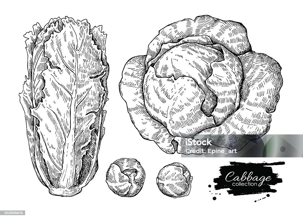 Cabbage hand drawn vector illustrations set. Cabbage hand drawn vector illustrations set. Cabbage, chinese cabbage,brussel sprout. Isolated vegetable engraved style objects.  Detailed vegetarian food drawing. Farm market product. Cabbage stock vector