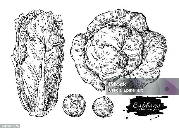 Cabbage Hand Drawn Vector Illustrations Set Stock Illustration - Download Image Now - Cabbage, Lettuce, Old-fashioned