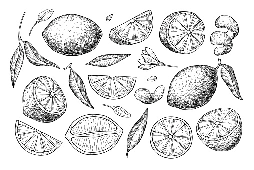 Vector hand drawn lemon set. Whole lemon, sliced pieces, half, leafe and seed sketch. Tropical summer fruit engraved style illustration. Detailed citrus drawing. Great for tea, juice, lemon water