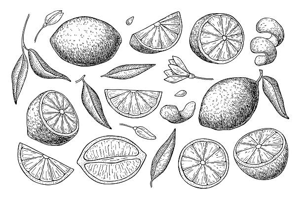 Vector hand drawn lime or lemon set. Vector hand drawn lemon set. Whole lemon, sliced pieces, half, leafe and seed sketch. Tropical summer fruit engraved style illustration. Detailed citrus drawing. Great for tea, juice, lemon water citrus stock illustrations