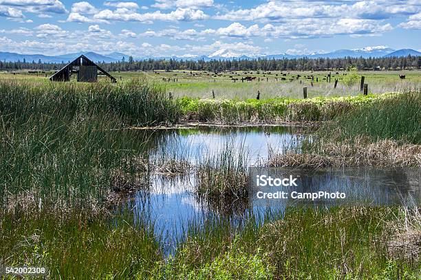 Southern Cascadia Ranch Land Stock Photo - Download Image Now - California, Mt Lassen, Rural Scene