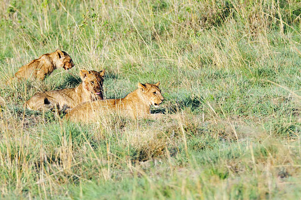 istock Lion cubs sitting on the grassland 542002342