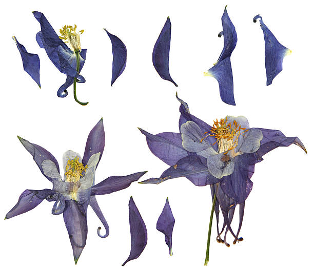 istock dry large dark blue, purple and white perspective delicate royal 542002580
