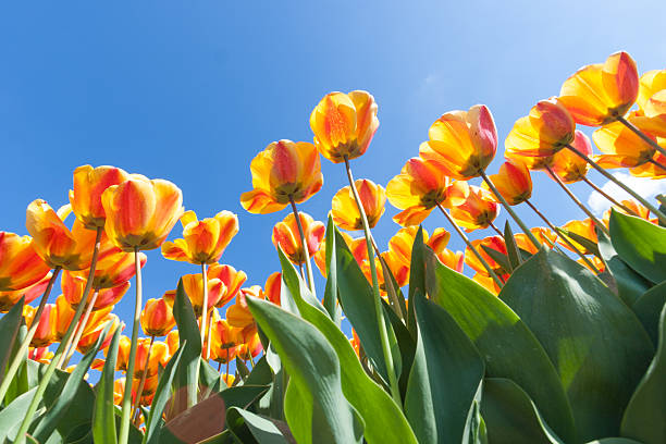 istock Field of colorful tulips 542002644