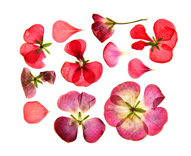 istock red pink brown geranium perspective, dry delicate flowers and pe 542002670