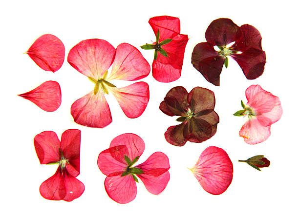 istock red pink brown geranium perspective, dry delicate flowers and pe 542002746