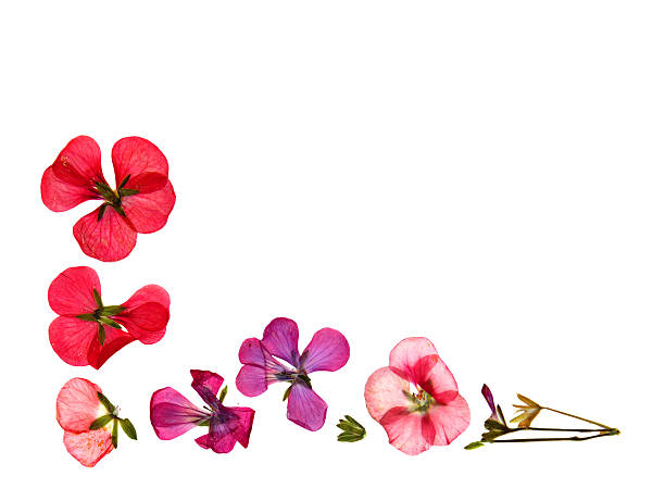 istock red pink brown geranium perspective, dry delicate flowers and pe 542002760