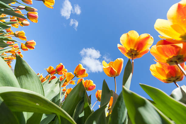 istock Field of colorful tulips 542002796