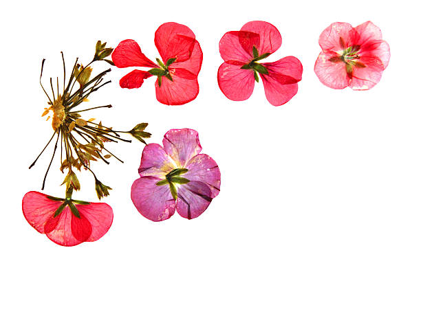 istock red pink brown geranium perspective, dry delicate flowers and pe 542002798