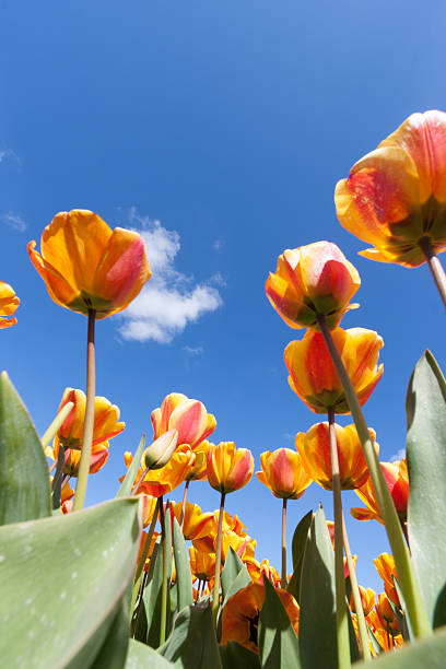 istock Field of colorful tulips 542002820