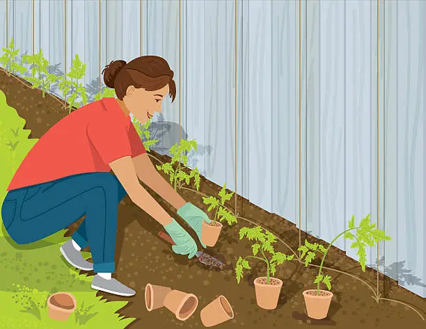 Vector illustration of Woman Planting Tomatoes In Her Garden