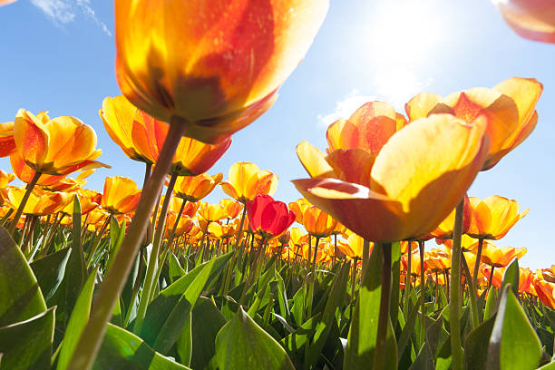 istock Field of colorful tulips 542003190