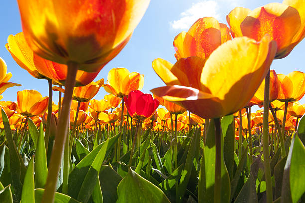 istock Field of colorful tulips 542003218