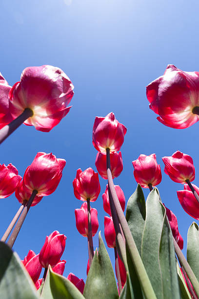 istock Field of colorful tulips 542003310