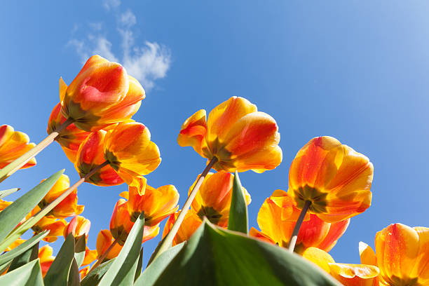 istock Field of colorful tulips 542003698