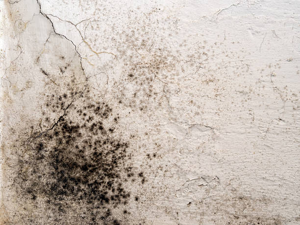 istock Mould, mold on wall in damp house 542005002