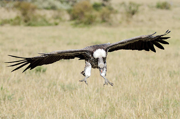 istock African White-backed Vulture landing 542005358