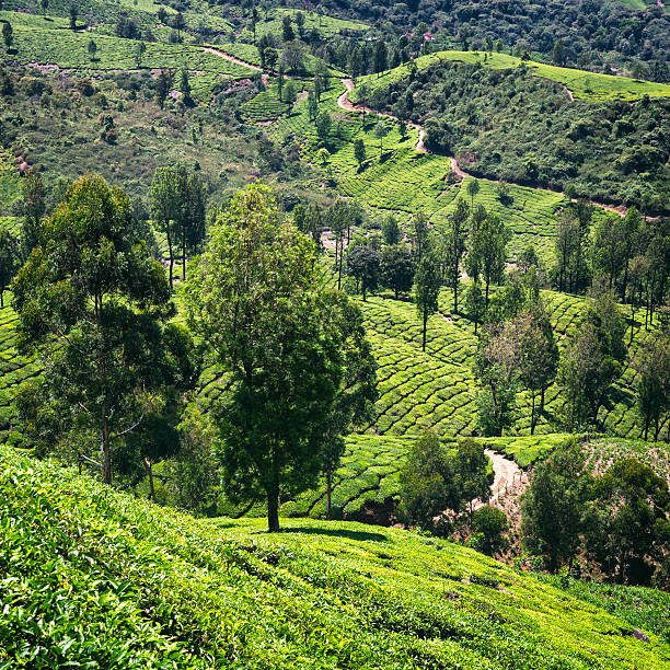istock Tea Plantations Nesstled in the Western Ghats - Munnar, India 542006200