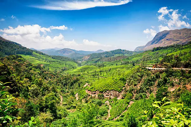 Landscape of tea plantations in the Western Ghats mountains of Munnar, Kerala, India.