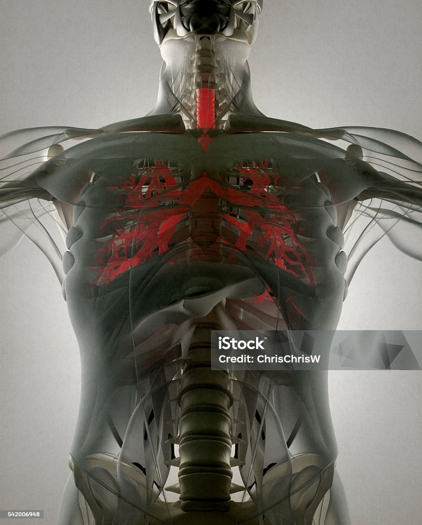 Bronchi, pulmões de anatomia humana, tecnologia de varredura futurista. - Foto de stock de Anatomia royalty-free