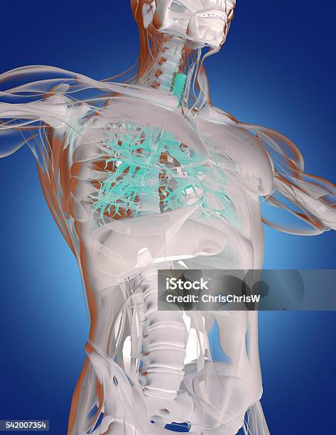 Foto de Bronchi Pulmões De Anatomia Humana Tecnologia De Varredura Futurista e mais fotos de stock de Anatomia