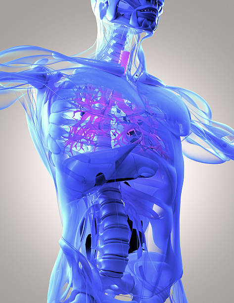 istock Bronchi, human anatomy lungs, futuristic scan technology. 542007874