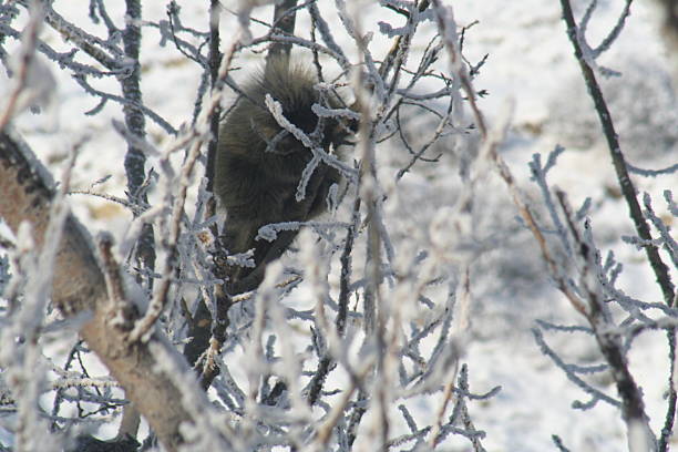 porcupine in a tree porcupine in the winter eating bark off a tree in the coulees of Lethbridge Alberta Canada lethbridge alberta stock pictures, royalty-free photos & images