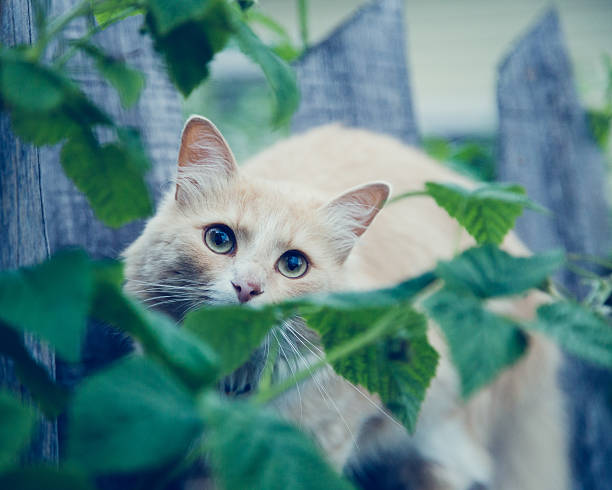 istock The red cat on the fence. 542009292