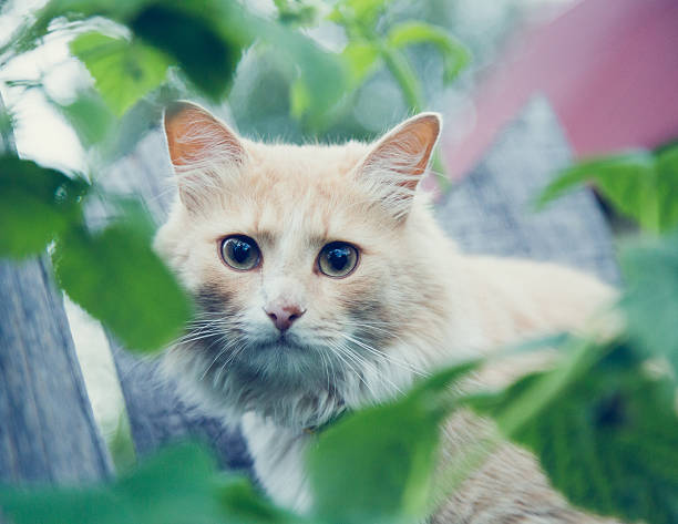 istock The red cat on the fence. 542009462